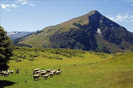 新西兰,南岛,羊群,山景,山,渴望,国家公园