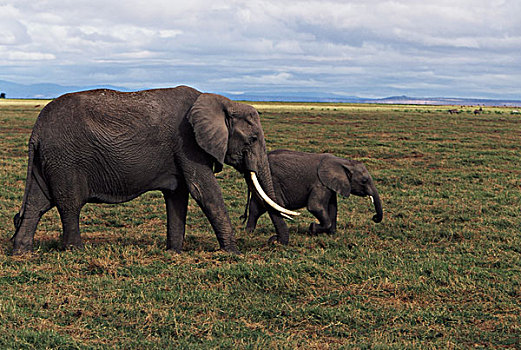肯尼亚,非洲象,家族,大幅,尺寸