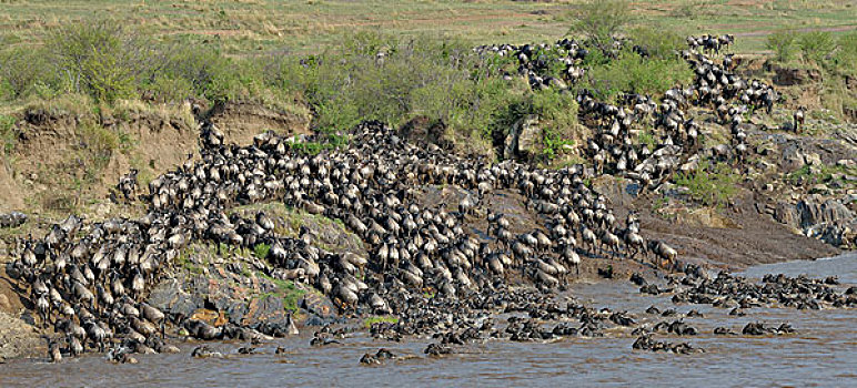西部,远景,河岸,三角形,马赛马拉国家保护区,肯尼亚,非洲