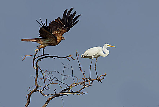 鸢,飞起,靠近,大白鹭,溪流,昆士兰,澳大利亚