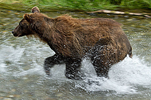 大灰熊,棕熊,捕鱼,阿拉斯加,美国,北美