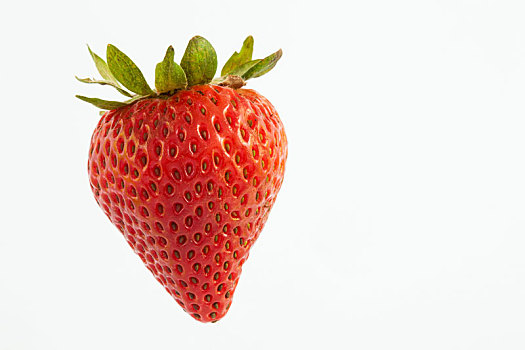 草莓,草莓属,隔绝
