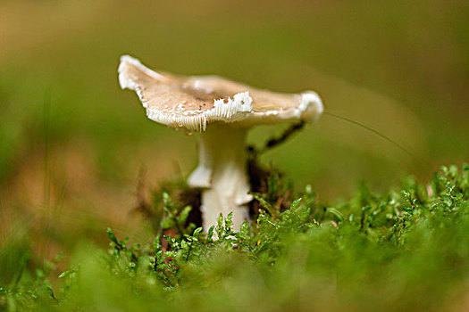 伞形毒菌,蘑菇