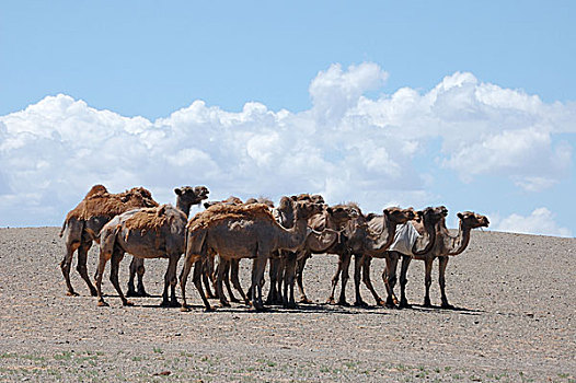 牧群,骆驼