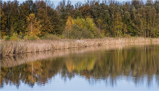 湖,反射,树,秋天