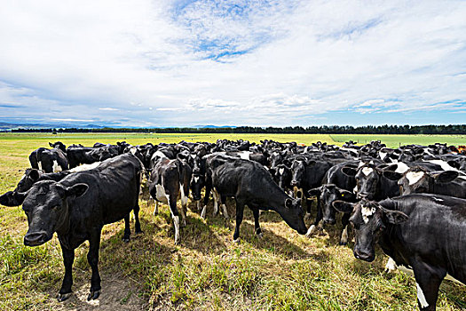 拥挤,母牛,绿色,草场,蓝天
