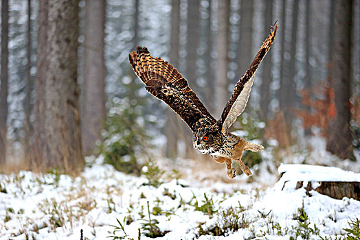 雕鸮,成年,飞,冬天,雪中,高地,捷克共和国,欧洲