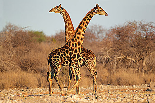 长颈鹿,雄性动物