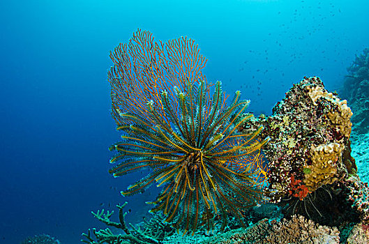 海扇,柳珊瑚虫,毛头星,海百合纲,彩虹,礁石,斐济