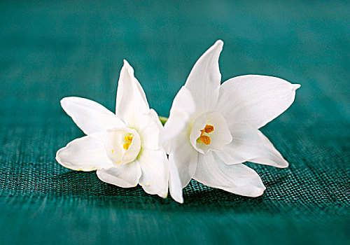 两个,白色,水仙,花