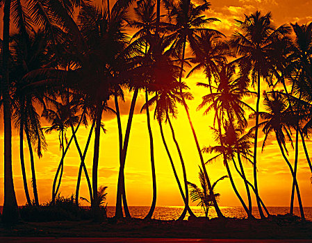 棕榈海滩,落日,逆光