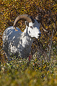 野大白羊,白大角羊,秋色,多彩,德纳里峰国家公园,阿拉斯加,美国