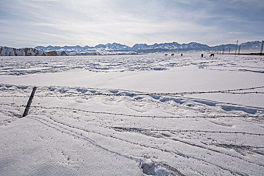 冬季牧场