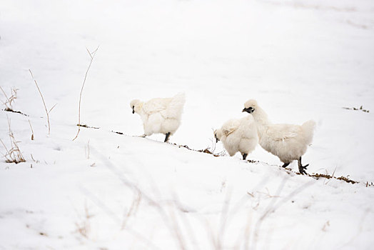 乌鸡,雪地,冬天,冬季,白色,大雪