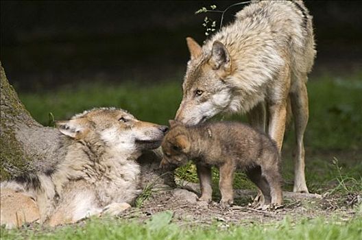 灰狼,狼,小动物,交际,行为,动物园,北方,黑森州,德国