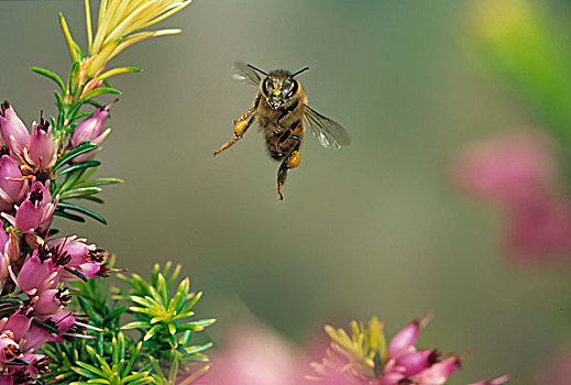 蜜蜂,意大利蜂,飞,花粉,篮子