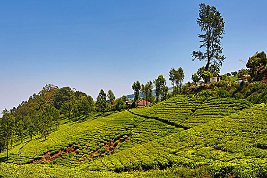 印度,泰米尔纳德邦,山,茶园
