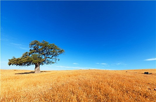 孤树,麦田,背景,蓝天