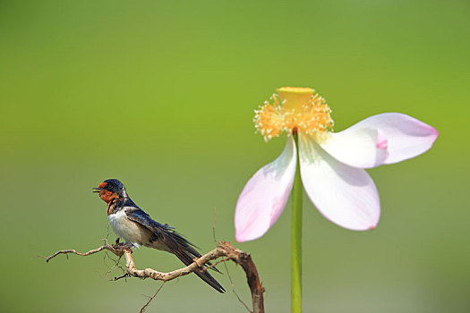 荷花,燕子