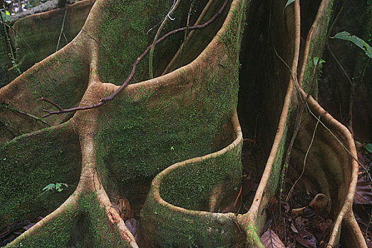 马来西亚沙捞越州沙捞越,穆鲁山国家公园热带雨林树木巨大板根