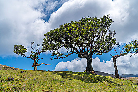 树,月桂树,树林,世界遗产,波尔图,市区,马德拉岛,区域,葡萄牙