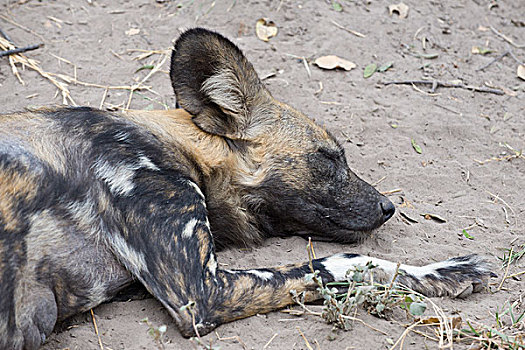 非洲野狗,非洲野犬属,睡觉,北方,博茨瓦纳