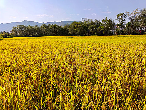 山野乡村,田园风光