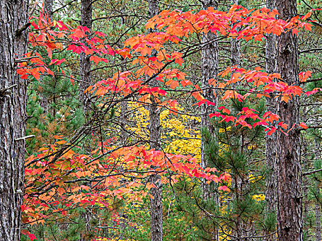 美国,密歇根,半岛,秋叶,松树,树林