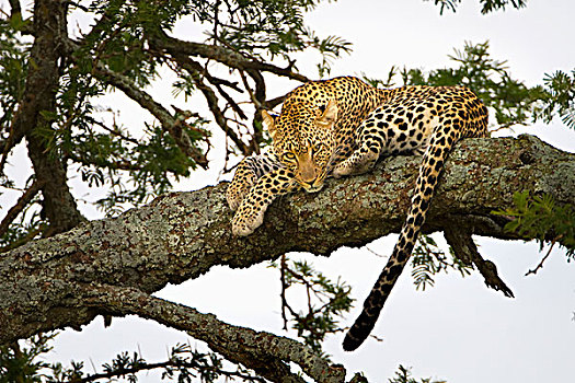 豹,休息,树,塞伦盖蒂,坦桑尼亚