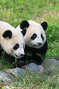 两个,大熊猫,岁月,中国,研究中心,成都,四川,亚洲