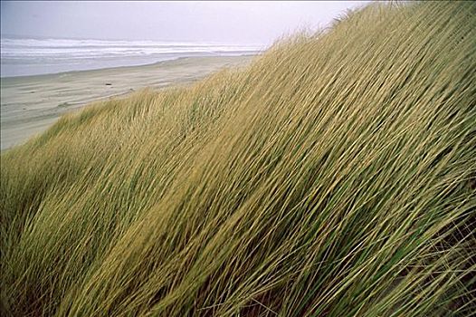 海洋,燕麦