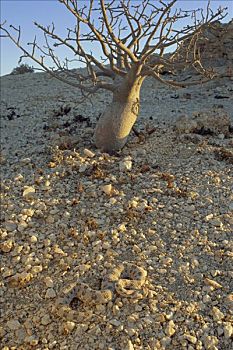 有角,蝰蛇,有毒,蛇,保护色,砾石,纳米布沙漠,纳米比亚