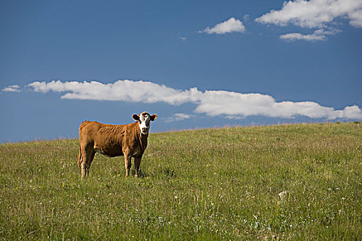 母牛,草场,蓝天,云,艾伯塔省,加拿大