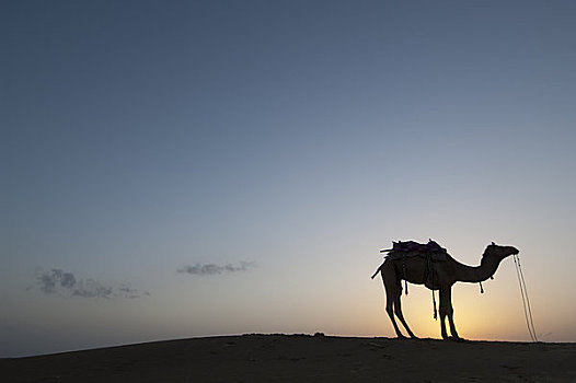 骆驼,日落,塔尔沙漠,靠近,斋沙默尔,拉贾斯坦邦,印度