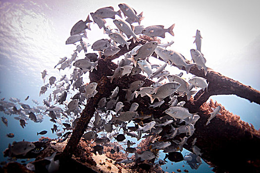 水下视角,鱼群,鼓手,游动,残骸,龙目岛,印度尼西亚
