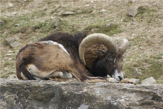 欧洲盘羊,休息,石头