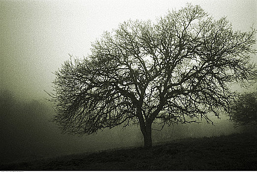 树,薄雾