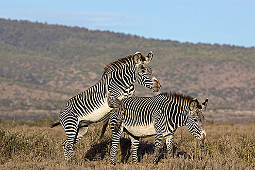 斑马,细纹斑马,女性,莱瓦野生动物保护区,北方,肯尼亚