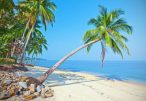 海滩,椰树,海洋