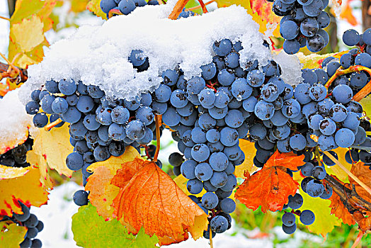 蓝色,蔓藤,秋叶,雪,葡萄,葡萄种植园,巴登符腾堡,德国,欧洲
