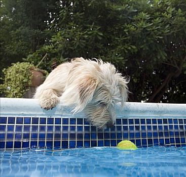 狗,看,网球,游泳池