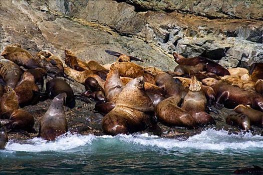 生物群,北海狮,威廉王子湾,阿拉斯加,美国