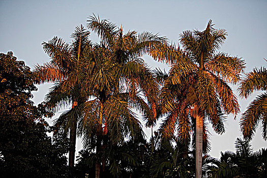 仰视,棕榈树,迈阿密海滩,佛罗里达,美国