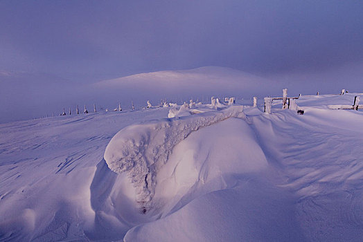 黎明,雾气,雪景,国家公园,拉普兰,芬兰