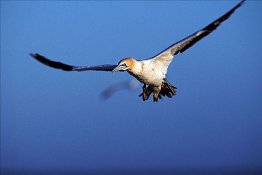 南非鲣鸟,兰伯特湾,南非