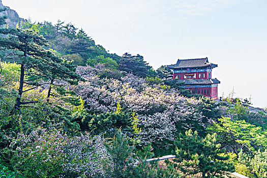 泰山海棠花