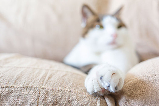 沙发上可爱的小猫爪子