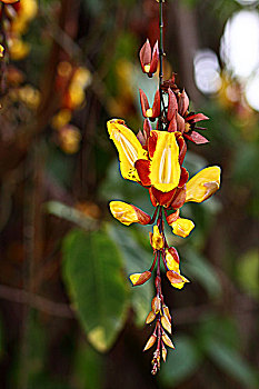 非洲肯尼亚热带植物-黄色串花
