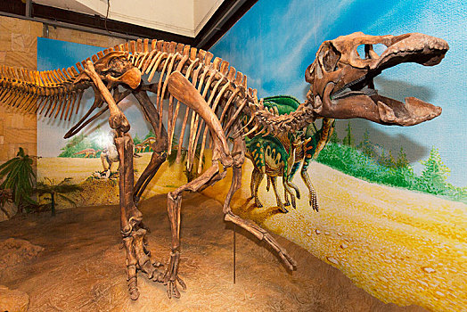 骨骼,恐龙,博物馆,地区,省,泰国,亚洲
