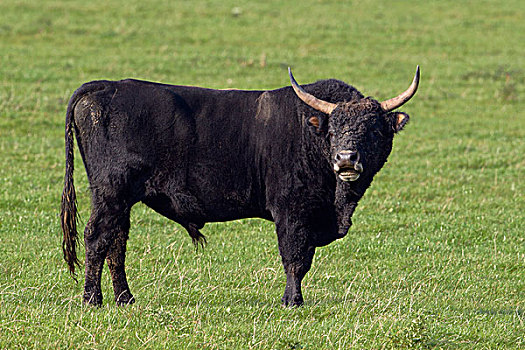 家牛,公牛,弗莱福兰,荷兰